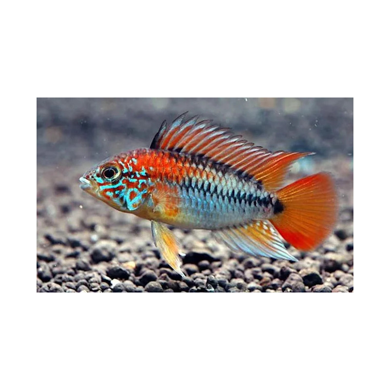 Apistogramma sp. viejeta II - 3 - 4 cm