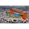 Apistogramma sp. viejeta II - 3 - 4 cm