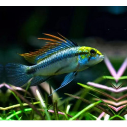 Apistogramma trifasciatum - 2.5 - 3 cm