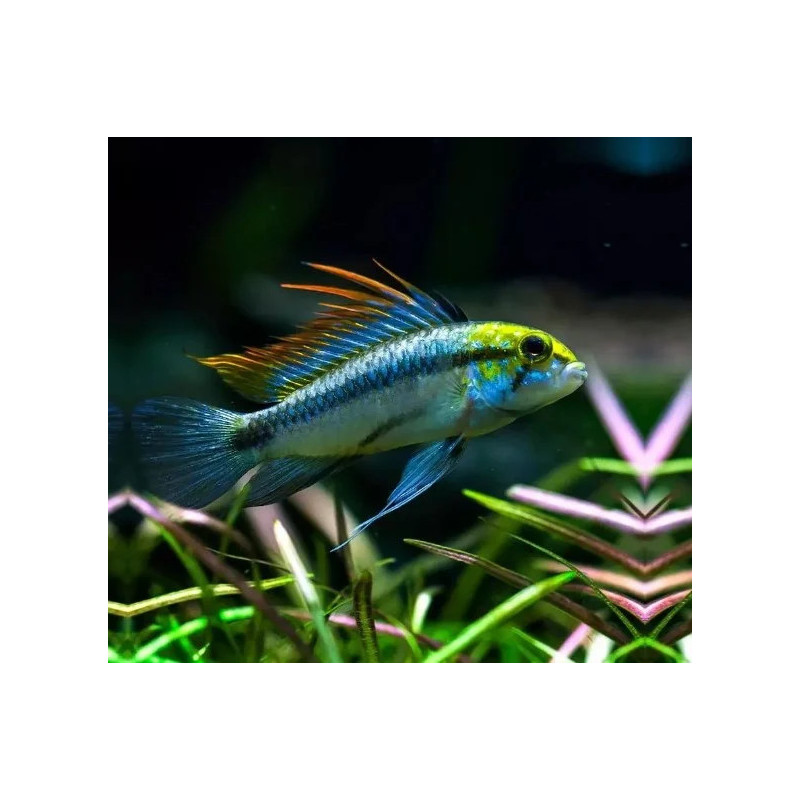 Apistogramma trifasciatum - 2.5 - 3 cm