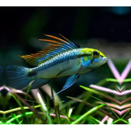 Apistogramma trifasciatum - 2.5 - 3 cm