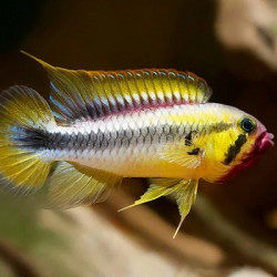 Apistogramma wilhelmi - 2.5 - 3 cm
