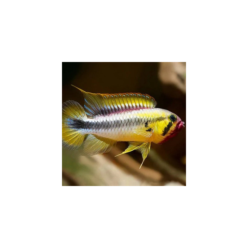 Apistogramma wilhelmi - 2.5 - 3 cm