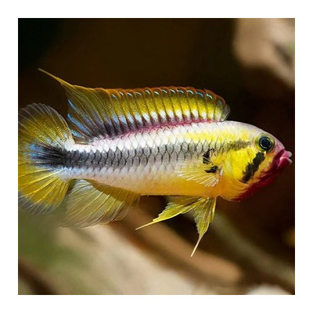 Apistogramma wilhelmi - 2.5 - 3 cm