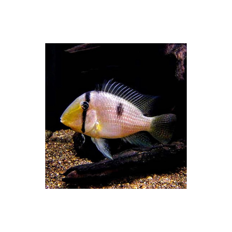 Guianacara dacrya - 3 cm