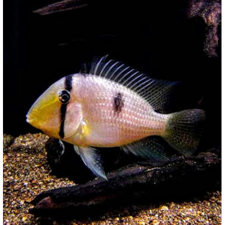 Guianacara dacrya - 3 cm