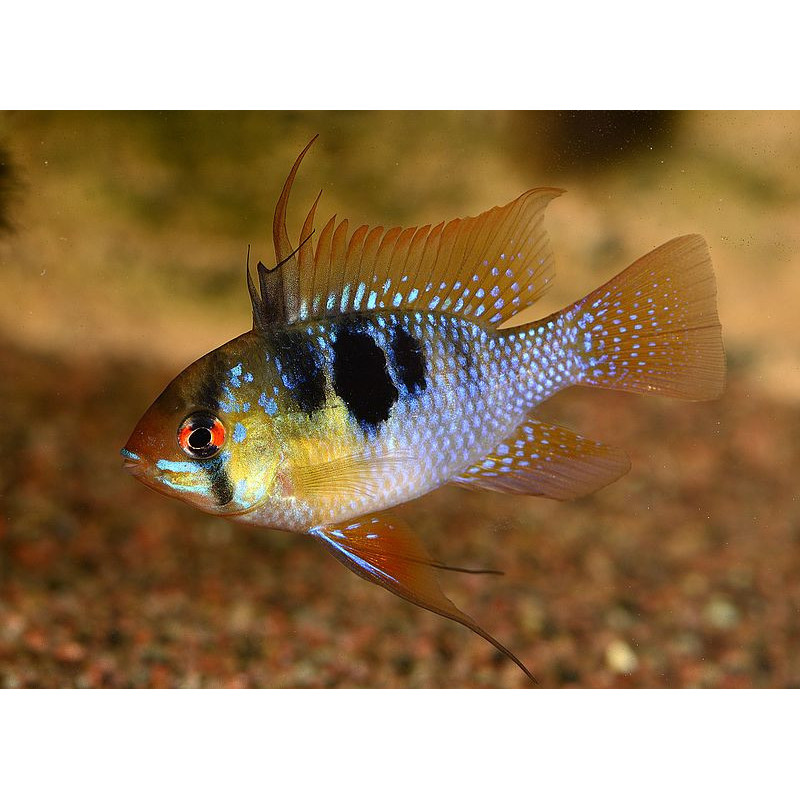 Mikrogeophagus ramirezi - 3 - 4 cm