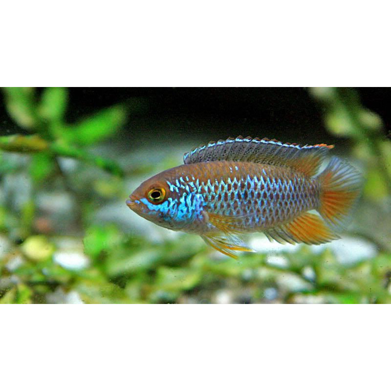 Nannacara anomala - 3.5 - 4 cm