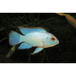 Nannacara sp. neon blue - 4 - 6 cm
