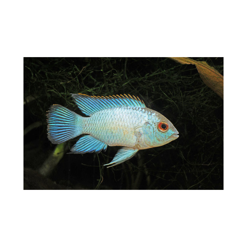 Nannacara sp. neon blue - 4 - 6 cm