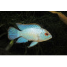 Nannacara sp. neon blue - 4 - 6 cm