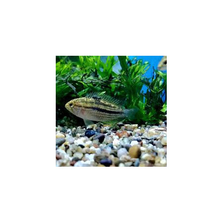 Nannacara taenia - 3 - 4 cm