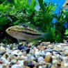 Nannacara taenia - 3 - 4 cm