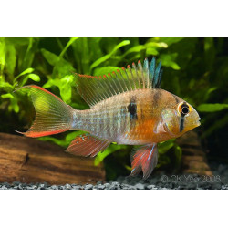 Papiliochromis altispinosa - 3.5 - 4 cm