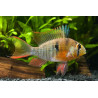 Papiliochromis altispinosa - 3.5 - 4 cm