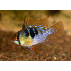 Papiliochromis ramirezi asia - 3.5 - 4 cm