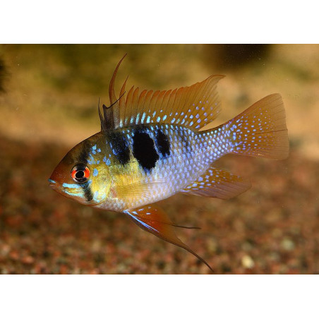 Papiliochromis ramirezi asia - 3.5 - 4 cm