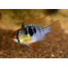 Papiliochromis ramirezi asia - 3.5 - 4 cm