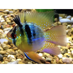 Papiliochromis ramirezi balloon 2.5 - 3.5 cm