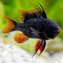 Papiliochromis ramirezi black - 2.5 - 3 cm