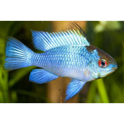 Papiliochromis ramirezi blue briliant - 2.5 - 3 cm