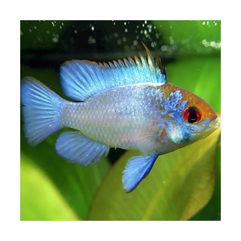 Papiliochromis ramirezi electric blue - 3 - 3.5 cm