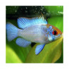 Papiliochromis ramirezi electric blue - 3 - 3.5 cm
