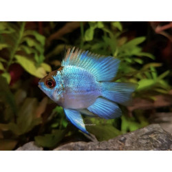 Papiliochromis ramirezi electric blue baloon - 2.5 - 3.5 cm