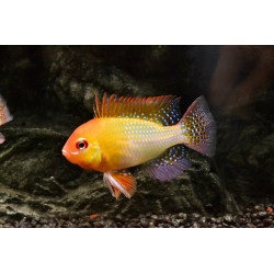 Papiliochromis ramirezi gold - 3 - 3.5 cm