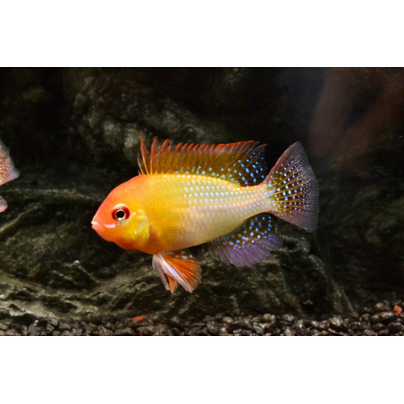 Papiliochromis ramirezi gold - 3 - 3.5 cm