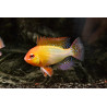 Papiliochromis ramirezi gold - 3 - 3.5 cm