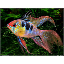 Papiliochromis ramirezi long fin - 2.5 - 3 cm