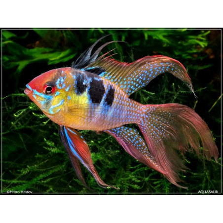 Papiliochromis ramirezi long fin - 3 - 3.5 cm
