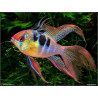Papiliochromis ramirezi long fin - 3 - 3.5 cm