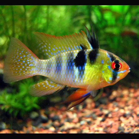 Papiliochromis ramirezi original - 2.5 - 3 cm