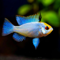 Papilochromis ramirezi electric blue - 2.5 - 3 cm