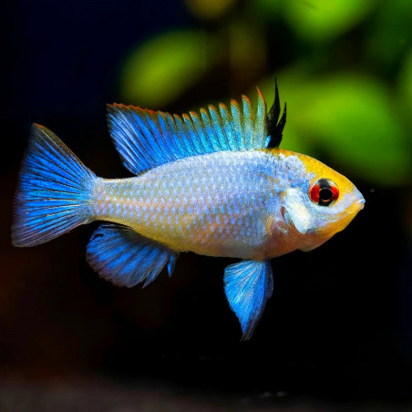 Papilochromis ramirezi electric blue - 2.5 - 3 cm