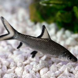 Balantiocheilus melanopterus - 4 - 5 cm