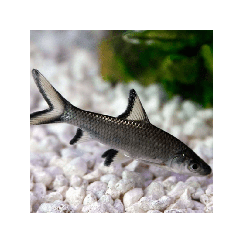 Balantiocheilus melanopterus - 4 - 5 cm