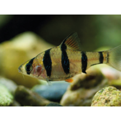 Barbus barbodes pentazona - 2.5 - 3 cm