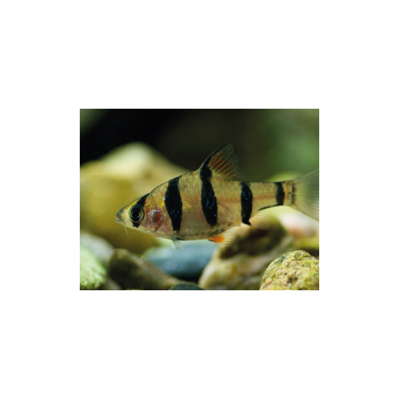 Barbus barbodes pentazona - 2.5 - 3 cm