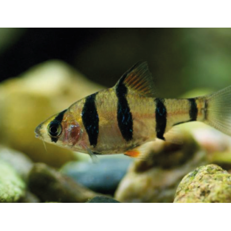 Barbus barbodes pentazona - 2.5 - 3 cm
