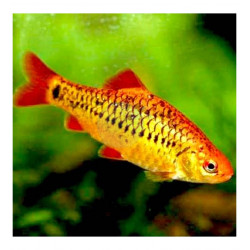 Barbus capoeta schuberti - 3 - 4 cm