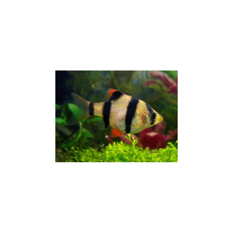 Barbus capoeta tetrazona - 3 - 3.5 cm