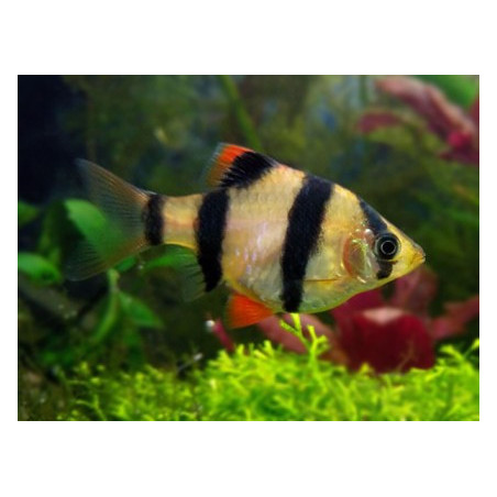 Barbus capoeta tetrazona - 3 - 3.5 cm