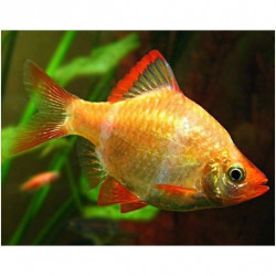 Barbus capoeta tetrazona albin - 2.5 - 3 cm