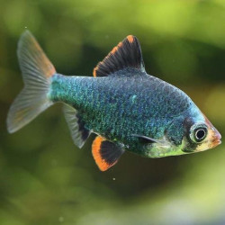 Barbus capoeta tetrazona green - 3 - 3.5 cm