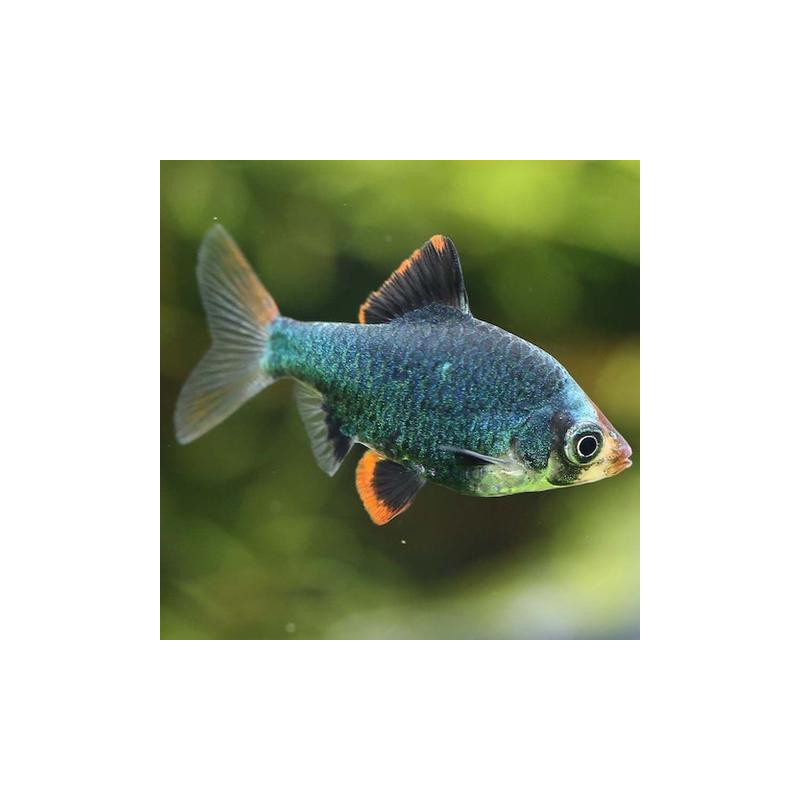 Barbus capoeta tetrazona green - 3 - 3.5 cm