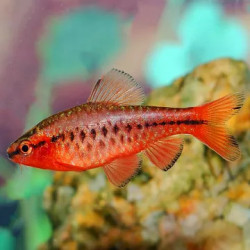 Barbus capoeta titteya - 2.5 - 3 cm