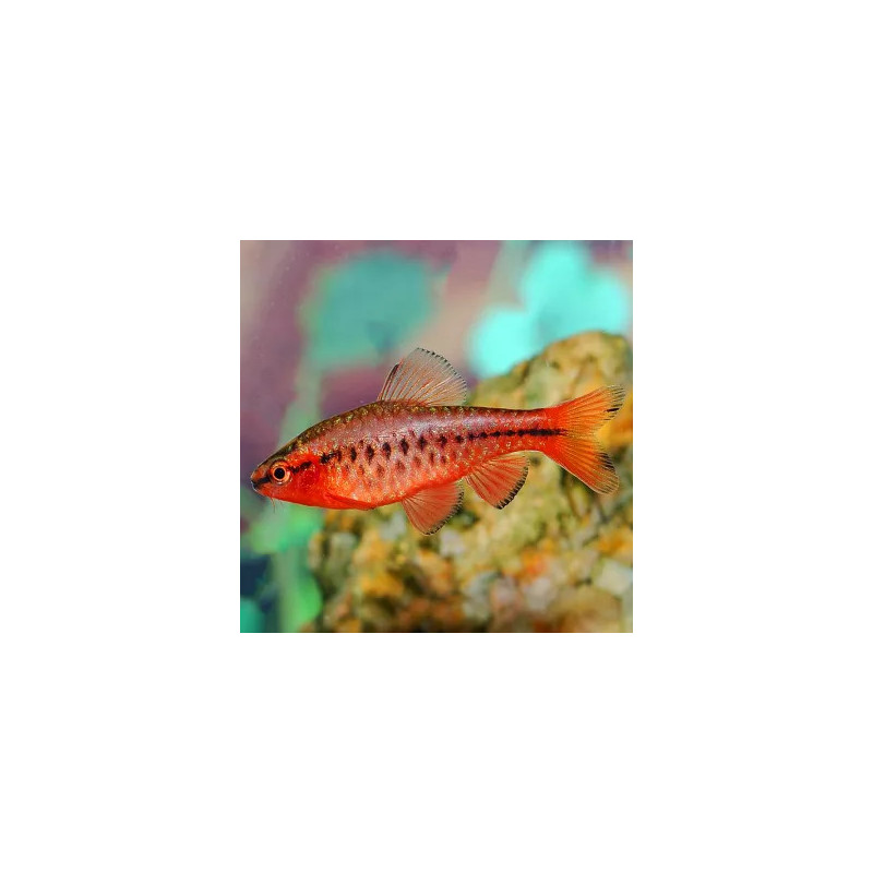 Barbus capoeta titteya - 2.5 - 3 cm